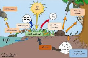 دانلود تحقیق  تنوع در اکو سیستم های زیستی