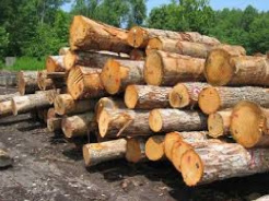 تحقیق درباره صنايع چوب