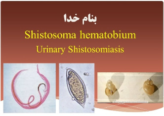 شیستوزوما هماتوبیوم    Shistosoma hematobium