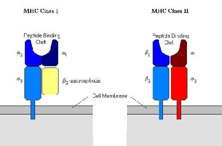 جزوه کامل مجموعه اصلی سازگاري بافتی و عرضه آنتی ژن MHC I , II