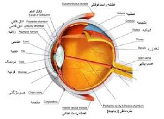 پاورپوینت حس بینایی