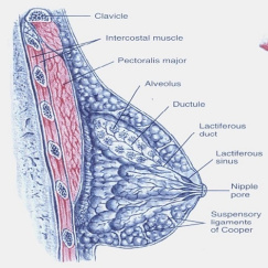 پاورپوینت درباره پستان Breast