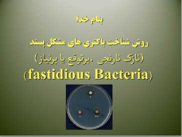 روش شناخت باكتري هاي مشکل پسند، (نازک نارنجی ،پرتوقع یا پرنیاز)،        (fastidious Bacteria)