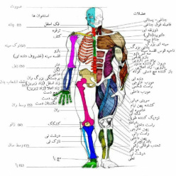 تحقیق درباره آناتومی چشم ، گوش ، بینی ، گردن ، دندان