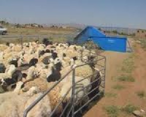 تحقیق و پژوهش-آموزش پرورش گوسفند پروار و داشتی-در 65 صفحه-docx