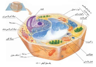 پاورپوینت کامل و جامع با عنوان سلول و ساختار آن در 82 اسلاید