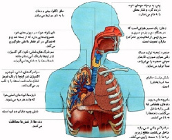 پاورپوینت کامل و جامع با عنوان فیزیولوژی دستگاه تنفس در 122 اسلاید