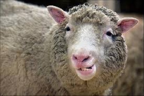 دانلود پاورپوینت اقتصاد گوسفنداری
