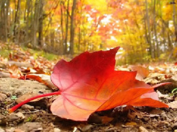 تحقیق درباره چرا برگ درختان در پاییز زرد می شود؟
