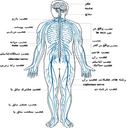 پاورپوینت کامل و جامع با عنوان دستگاه عصبی بدن در 148 اسلاید