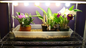 تحقیق درباره تاثیر نور در پرورش گیاهان