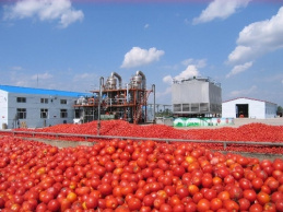 پاورپوینت رب گوجه فرنگی و تکنولوژی و فراوری آن،80 اسلاید،pptx