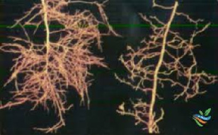 پاورپوینت درباره نماتد مركبات (citrus nematode)