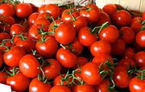 تحقیق درباره گوجه فرنگی