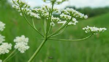 تحقیق درباره گیاه Caraway