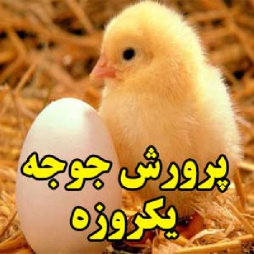 پرورش جوجه یکروزه