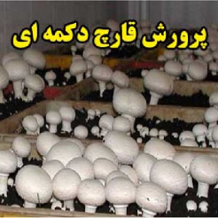 پرورش قارچ دکمه ای