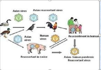 باوربوینت درباره راهنماي مراقبت و كنترل بيماري آنفلوانزا