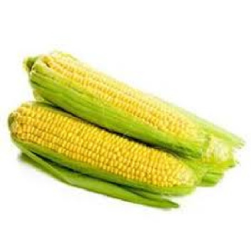 تحقیق  درباره سياه ذرت CORN SMUT