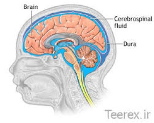 تحقیق در مورد مایع مغزی-نخاعی