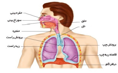 پاورپوینت درباره آناتومی و فیزیولوژی دستگاه گوارش