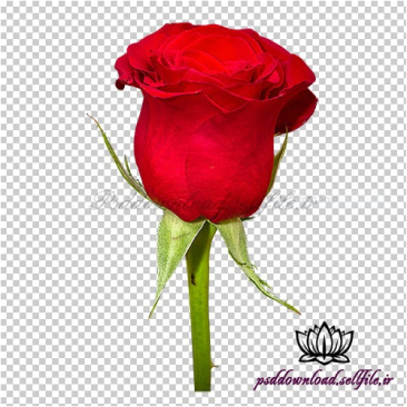 تصویر ترنسپرنت شاخه گل سرخ زیبا | Rose Flower PNG Image