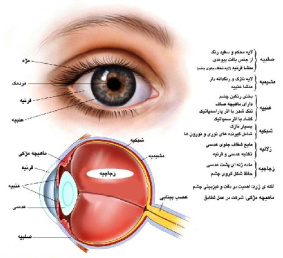 آناتومی و فیزیولوژی چشم