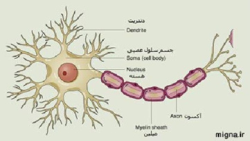 پاورپوینت درباره دستگاه عصبی و سلولهای عصبی