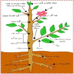 پاورپوینت کامل و جامع با عنوان مورفولوژی ریشه، ساقه و برگ در گیاهان در 58 اسلاید