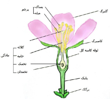 پاورپوینت کامل و جامع با عنوان ساختمان گل، دانه و میوه در گیاهان در 56 اسلاید