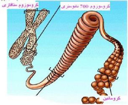 پاورپوینت کامل و جامع با عنوان ژنتیک مندلی در 30 اسلاید