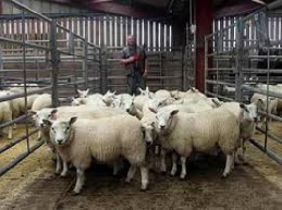 تحقیق درباره  کاربرد در مقایسۀ دو مدل تأثیرات مطالعۀ منابع کلسیم گوسفند