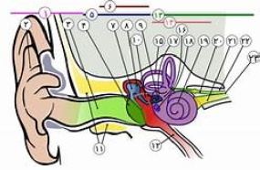 طرح جابربن حیان قسمت های مختلف گوش
