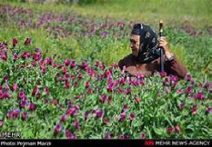 دانلود طرح جابر آماده با موضوع گل گاوزبان