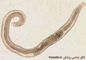 تصاویر با کیفیت انگل شناسی نماتود (کرم های گرد) پزشکی و دامپزشکی