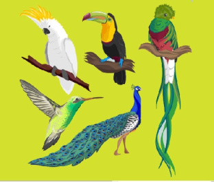 وکتور طوطی-وکتور طاووس-پرنده -فایل کورل