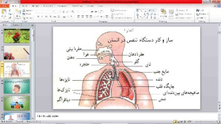 پاورپوینت   زیست دهم تجربی   فصل سوم   گفتار یکم   (سازوکار دستگاه تنفس در انسان)