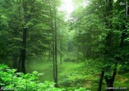 پاورپوینت انواع جنگلها و قانون جنگلات ،58 اسلاید،pptx