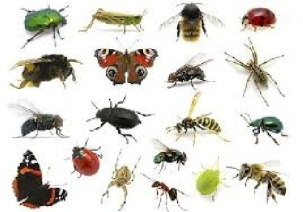 مقاله درباره حشرات