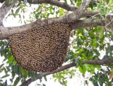 تحقیق درباره تولید مثل و تشکیلات کندوی زنبور عسل