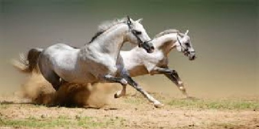 تحقیق درباره رفتار شناسی در پرورش اسب