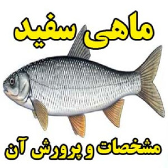 ماهی سفید ، مشخصات و پرورش آن