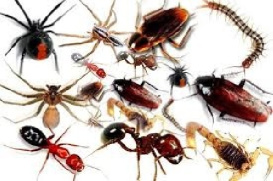مقاله ای جامع در مورد مبارزه با حشرات