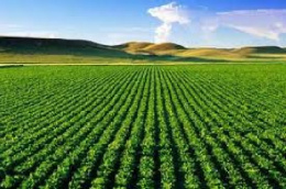 تحقیق درباره وضعیت کشاورزی در ایران