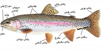 نقش و چگونگی عمل انواع باله در ماهی ها ( به همراه انواع باله ها ) - word