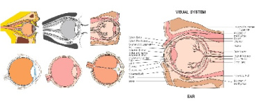 وکتور سیستم چشم-ساختمان چشم-وکتور ساختمان بینایی -وکتور چشم-فایل کورل