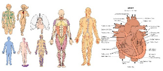 وکتور قلب-وکتور ساختمان قلب-وکتور سیستم گردش خون-وکتور اندامهای انسان-وکتور عضلات بدن-فایل کول