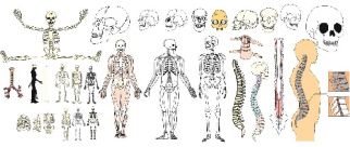 وکتور استخوان بندی-وکتور جمجمه-وکتور ساختمان اسکلت -وکتور اسکلت بندی -وکتور ستون فقرات -وکتور استخوان اندامهای بدن-فایل کورل