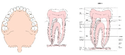 وکتور دندان-وکتور ساختمان دندان-فایل کورل