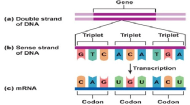 کدهای ژنتیکی ژنوم هسته ای و میتوکندریایی